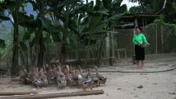 Ở tỉnh Lào Cai mới, dân Lâm Thượng nuôi giống vịt đặc sản gì mà thương lái cứ vô nhà hỏi bán được chưa?