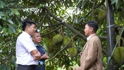 Lâm Đồng: Mô hình sầu riêng kiểu mẫu ứng dụng công nghệ hiện đại, hướng tới xuất khẩu bền vững
