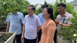 Nông dân một xã ở Hà Nội rủ nhau trồng cây cảnh, nay thêm nhiều tỷ phú nông dân