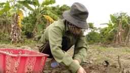 Trồng thành công loại cây có công dụng chữa lành sẹo, một ông dân Hải Phòng có của ăn của để