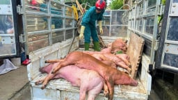 Dịch bệnh trên đàn vật nuôi diễn biến phức tạp, Nghệ An ban hành ngay công điện khẩn