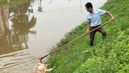 Thái Nguyên: UBND tỉnh chỉ đạo, xác minh, nội dung thông tin báo chí phản ánh về vứt xác lợn chết ra sông, xử lý nghiêm