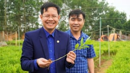 Một ông nông dân Nghệ An bỏ tiền vô túi dễ như ăn kẹo nhờ vườn ươm cây gì mà đẹp như phim?