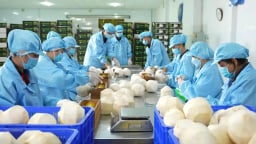 Bộ tứ trái cây này được kỳ vọng trở thành cây tỷ đô, riêng quả dừa dự kiến xuất khẩu đạt gần 30.000 tỷ đồng