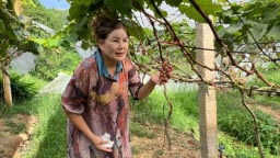 Biến đồi hoang thành vườn nho chi chít trái, một người dân Lạng Sơn mở cửa đón khách đến ăn nho, chụp hình