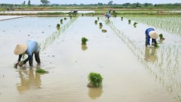 Ứng phó bão số 3, TP Hải Phòng yêu cầu người dân tạm dừng gieo cấy, thu hoạch nhanh diện tích đến kỳ