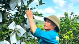 Một trang trại trồng cây ăn quả đẹp như phim ở Hà Tĩnh, trù phú, giàu có trên vùng đất 'chó ăn đá, gà ăn sỏi'