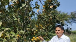 Mô hình trồng hồng vành khuyên-loại quả đặc sản đang giúp nông dân một xã ở Lạng Sơn tăng thu nhập, thoát nghèo