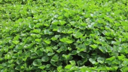 Ăn 1 mớ rau này tốt ngang thịt bò, ở quê có nhiều bỏ qua quá phí