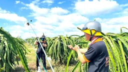 Báo động nạn ăn trộm bóng đèn tại cánh đồng trồng thanh long ở tỉnh Lâm Đồng (mới) sau sáp nhập