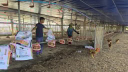 Nông dân Hải Phòng như ngồi trên đống lửa, sợ 'trôi tiền tỷ'  lại trắng tay vì bão số 3