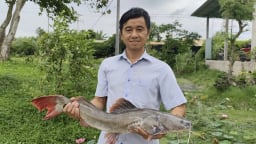 Liều nuôi cá đặc sản đuôi đỏ ở vùng nước phèn, một anh nông dân Tây Ninh bất ngờ hốt bạc tỷ 