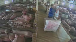 Hải Phòng triển khai quyết liệt các giải pháp phòng, chống dịch tả lợn châu Phi