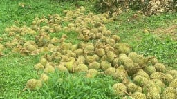 Nông dân Lâm Đồng xót xa nhìn hơn 160 tấn sầu riêng rụng đầy gốc sau bão Wipha, thiệt hại 5 tỷ đồng