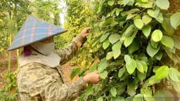 Giá hồ tiêu xuất khẩu của Việt Nam tăng cao nhất trong nhiều năm trở lại đây, dự báo với các thông tin tốt hơn 