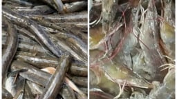 Thanh tra Sở Nông nghiệp và Môi trường chỉ ra sai sót tại 6 mô hình khuyến nông của địa phương