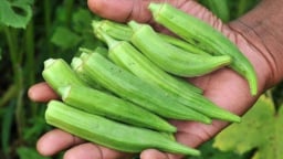 Loại 'nhân sâm xanh' rẻ tiền giúp đẹp da, giảm cân, bảo vệ tim mạch
