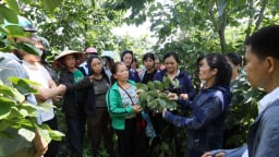 Lạng Sơn: Nâng tầm cây Hồng Vành Khuyên với kỹ thuật canh tác tiên tiến