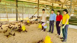 Đây là chim quý hiếm, nuôi như nuôi gà ta ở Hà Giang (cũ), bắt hết cả đàn nếu gật đầu bán