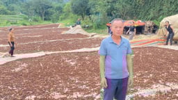 Ở Lạng Sơn có một nông dân đang giàu lên nhờ trồng loại cây ra hoa cản chả kịp, thơm khắp rừng