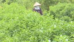 Lạ đời, nông dân một xã ở Hải Phòng trồng chanh kiểu gì chỉ bán lá mà thu 40 – 50 triệu/mẫu?