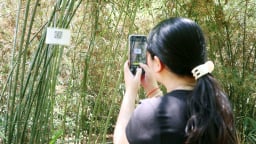 Một quỹ mới ra đời đặt cược vào cây tre, kỳ vọng biến tre thành ngành kinh tế xanh mũi nhọn