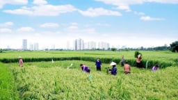 Ký ức Hà Nội: Đồng đất Mễ Trì, những mốc lịch sử tự hào 