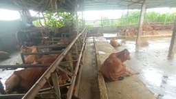Nông dân một phường mới của Hải Phòng nuôi bò kiểu gì mà 'tự trả lương cao' 40 triệu/tháng?