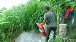 Dịch tả lợn châu Phi phức tạp, tỉnh Lào Cai thành lập 5 đoàn  công tác kiểm tra, đôn đốc phòng chống dịch