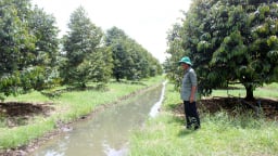 Nông dân Tây Ninh đang trồng sầu riêng kiểu lạ đời, 'cây không đụng lá, cá không chạm đuôi' mà thu tiền tỷ