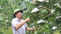 Nông dân U70 Lạng Sơn biến đất cằn thành vườn bưởi, vườn na ngọt, tiêu chuẩn VietGAP, thu hàng trăm triệu đồng