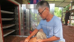 Mang giống cây 'lạ' về vựa lúa của tỉnh Phú Thọ cũ trồng cách đây 14 năm, nay ông nông dân Phú Thọ nhàn tênh thu tiền