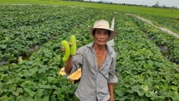 Nông dân ở thành phố Đà Nẵng được tiếp sức hàng trăm tấn phân bón trả chậm