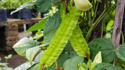 Thứ từng là 'thức ăn cho lợn' nay có giá đắt đỏ, 1 triệu đồng/kg, ở Việt Nam trồng bạt ngàn