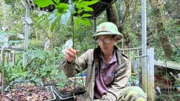 Loạt “ông lớn” nghiên cứu trồng, chế biến sâm Ngọc Linh, cây “quốc bảo” của Việt Nam