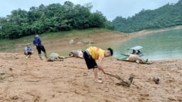 Sét đánh chết 5 con trâu trong đêm mưa lớn, một nông dân ở Tuyên Quang thiệt hại nặng