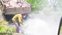 Huế siết trách nhiệm người đứng đầu xã, phường trong phòng chống dịch tả lợn Châu Phi, bệnh liên cầu lợn 