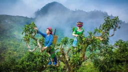  Biến lá rừng, củ 'sâm đất', chè cổ thụ thành đặc sản OCOP Lào Cai 