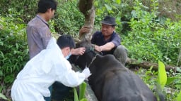 Sơn La: Tập trung phòng chống dịch bệnh trên đàn vật nuôi