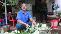 Trồng thứ quả ngon ngọt này, 10 trái to bự cả 10, ông nông dân Lạng Sơn cứ bán xong 1 vụ là 'bỏ túi' hàng trăm triệu