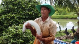 Tỷ phú nuôi cá chình ở Cà Mau được đề cử nhận Bằng khen của Thủ tướng Chính phủ