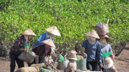 Người dân vùng lõi VQG Xuân Thủy có những cách kiếm tiền độc đáo, thả tôm trong rừng không cần cho ăn, đợi to mới bắt  