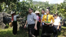 Thủ tướng Chính phủ phê duyệt Đề án Tuyên truyền, vận động nông dân sản xuất, kinh doanh nông sản an toàn 2026-2030