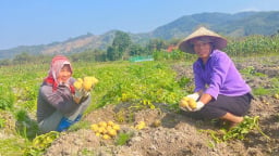 Tiết xuân mát mẻ, dân xã này ở Lào Cai ra ruộng bươi đất lộ vô số củ ngon, 10 củ to bự cả 10 thế này đây