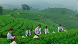 Nâng tầm giá trị, đưa nông sản Phú Thọ vươn tầm quốc tế