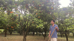 Phú Thọ: Khi người Dao Quần Chẹt ở Tiến Lâm vượt khó làm giàu