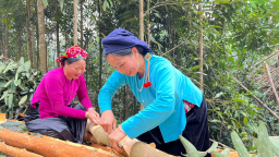 Đây, thứ cây từ rễ đến lá chứa đầy tinh dầu thơm nóng ở Lào Cai (gồm Yên Bái), mùa bóc vỏ, cứ lên đồi là cầm tiền về