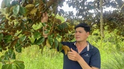 Trồng vú sữa tím thành công ở Cần Thơ, quả to bự, ông chủ vườn có của ăn của để