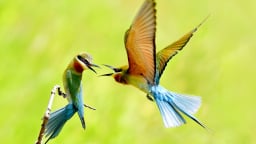 Chim trảu là loài chim gì, ở xã Lưu Nghiệp Anh, tỉnh Vĩnh Long (địa phận Trà Vinh) có đàn chim trảu đẹp như phim thế này
