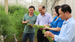 Chi hội trưởng nông dân ở Thanh Hóa xây dựng 3 nhà màng trồng 'rau đại bổ', ví như 'rau vua', bán ở Hà Nội